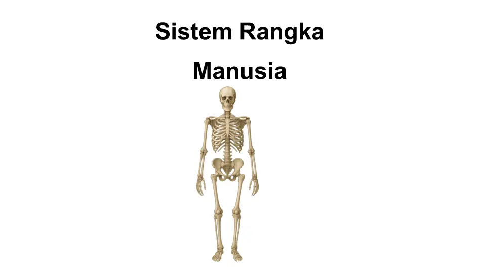Nota Sistem Rangka Manusia - Slide 1
